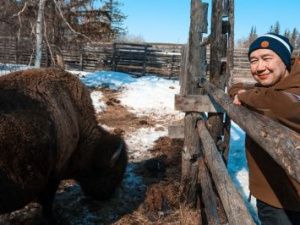 В Усть-Буотама завезли последнюю партию канадских бизонов