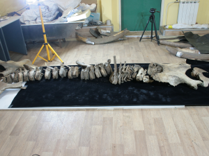 На месте обнаружения «Мамонта Павлова» археологии нашли останки орудия древних людей в Якутии