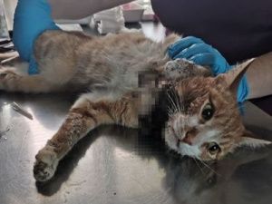 Изверги! В Якутске коту перерезали горло