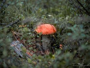 Жара возвращается в Якутск