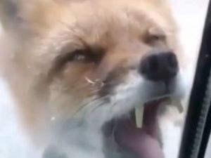 В Якутии бешеная лиса пытается проникнуть в салон автомобиля