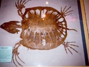 Ученые обнаружили, что на территории Якутии жили черепахи и крокодилы