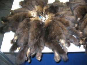 За год Якутия экспортировала за рубеж более 50 тысяч пушнины, тонны бивней мамонта и замороженной рыбы