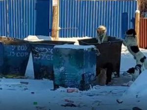 Житель улицы Очиченко жалуется на невыносимые условия жизни из-за собак, выпускаемых на волю пунктом передержки