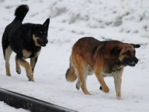 В Якутске за неделю бродячие собаки искусали 9 человек