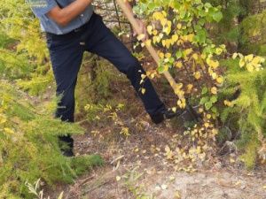 В Якутске проводится ежегодная высадка саженцев в Парке Победы