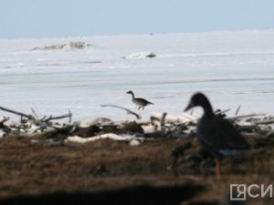 В Минэкологии Якутии сообщили сроки весенней охоты на уток