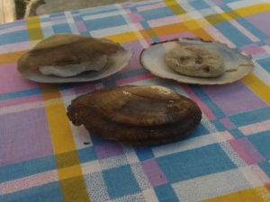 Моллюски обитают в Якутии. Можно ли их есть?