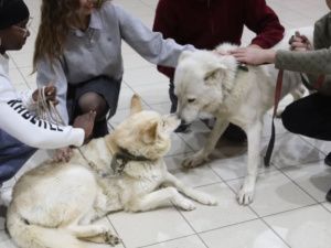 Уникальные клонированные якутские лайки Бэлэх и Кэрэчээнэ