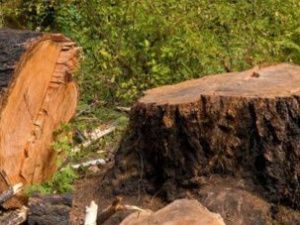 Житель Сунтарского улуса получил четыре года условно за вырубку леса почти на полмиллиона рублей