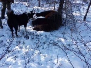 Гибелью Александра Крылова в Оймяконье занялись следователи