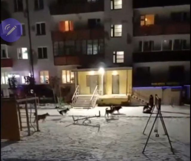 В поселке Светлый в Якутии стая собак напала на детей. Глава СК РФ поручил возбудить уголовное дело