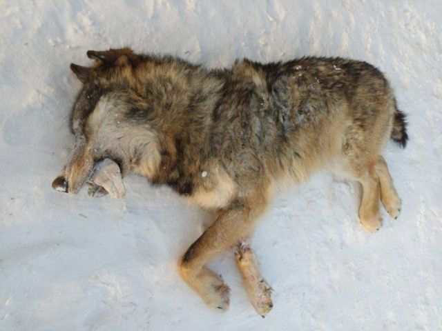 В Якутии началась выдача разрешений на добычу волков и пернатой дичи