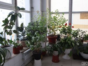 На Крестьянском рынке Якутска вырастили гранат