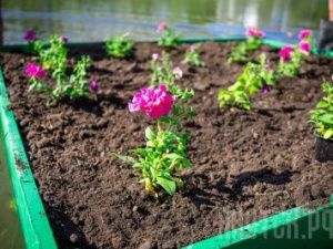 В Якутске предлагают ввести должность Главного садовника