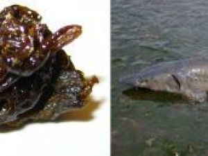 Криминальный талант: Якутянин незаконно добывал сибирского осетра и изготавливал гашишное масло