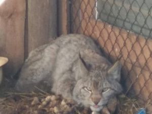 В Амгинском улусе во двор местного жителя забрела рысь