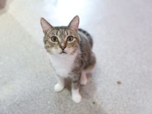 В Якутске пройдет ярмарка-пристройство бездомных котов «Мяуфест»