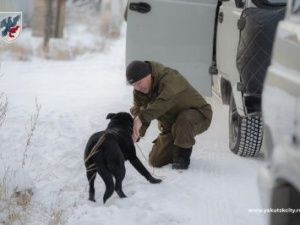 Пятеро владельцев собак понесут наказание за «самовыгул» в Якутске