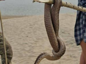 Ядовитая змея напугала отдыхающих на диком пляже: Будьте осторожны!