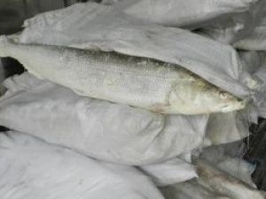 В Якутии мужчина, обвиняемый в краже 10 мешков рыбы, приговорен к лишению свободы