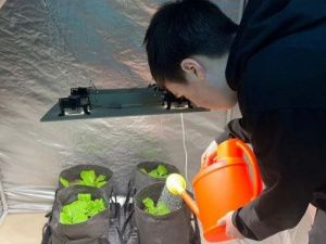 В школьной теплице в арктическом посёлке Тикси сняли замечательный урожай