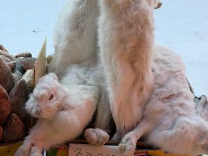 Свежий обзор цен на Крестьянском рынке 