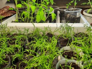 Пенсионерка из Якутии вырастила и собрала огурцы в апреле