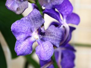 В ботаническом саду СВФУ открылась выставка-ярмарка редких орхидей