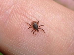 В Якутии зарегистрировано девять случаев укусов клещей