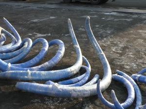 В Казахстане пресекли контрабанду бивней мамонтов и носорогов из Якутии