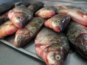 В Томпонском районе мужчина украл 85 килограммов карасей