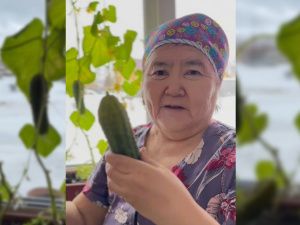 Пенсионерка из Якутии вырастила и собрала огурцы в апреле