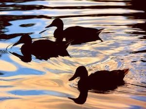 Минэкологии Якутии напоминает о правилах ведения охоты на пернатую дичь в весенний период