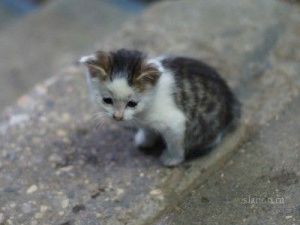 Выкалывали глаза, отрезали головы: В Якутске группа подростков жестоко убивала собак и кошек?