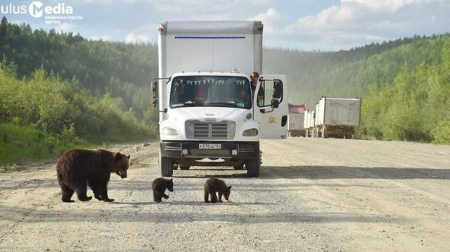 В Нерюнгринском районе медведи разгуливают по автотрассе