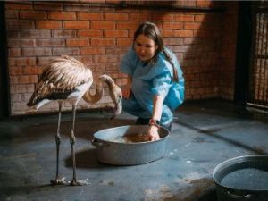 Фламинго Гриша из Якутии проходит карантин в красноярском зоопарке