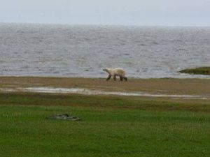 В Якутии создадут заповедник «Медвежьи острова»