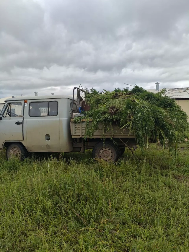В Якутии уничтожено 1,8 тонны дикорастущей конопли в ходе II этапа операции «Мак-2025»
