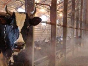 В Ленском районе увеличена субсидия за сдачу сырого молока