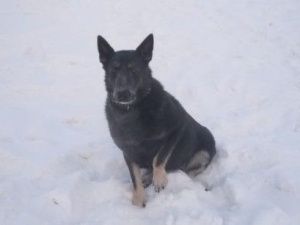 В Якутске служебная собака помогла задержать двоих налетчиков