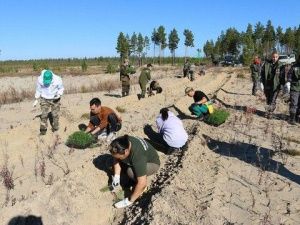 Якутия стала абсолютным лидером по восстановлению лесов в России