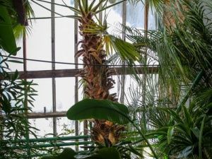 Джунгли в Якутии:  Северный ботанический сад собрал богатую коллекцию тропических растений