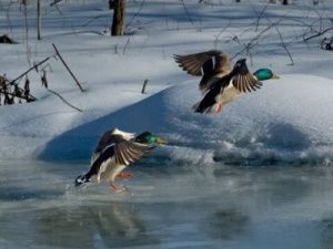 Минэкологии Якутии сообщило сроки охоты на водоплавающую дичь