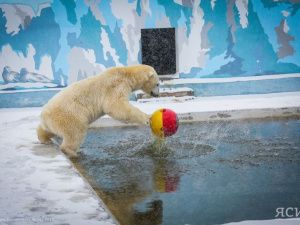 Москва, Санкт-Петербург, Нижний Новгород: где сейчас живут белые медведи из Якутии