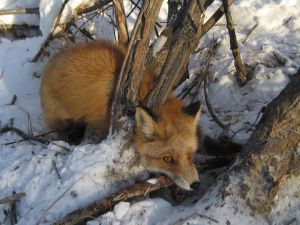 Зоозащитники спасли лису, угодившую в капкан на Зеленом лугу