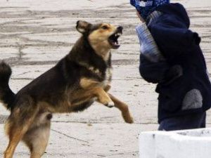 Следком проводит проверку по факту нападения собак на школьниц в Среднеколымске