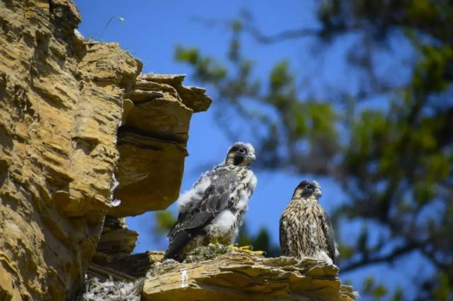 В нацпарке «Ленские Столбы» ученые изучат особенности краснокнижного сокола-сапсана