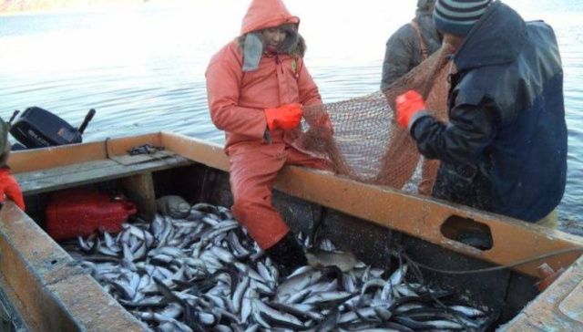 В Якутии завели дела из-за невыплаты зарплаты рыболовецкими предприятиями