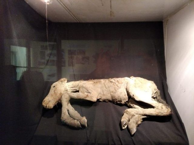 В Музее мамонта в Якутске впервые выставлен уникальный экспонат